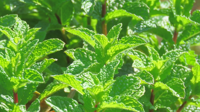 燻煙剤の効果と仕組み