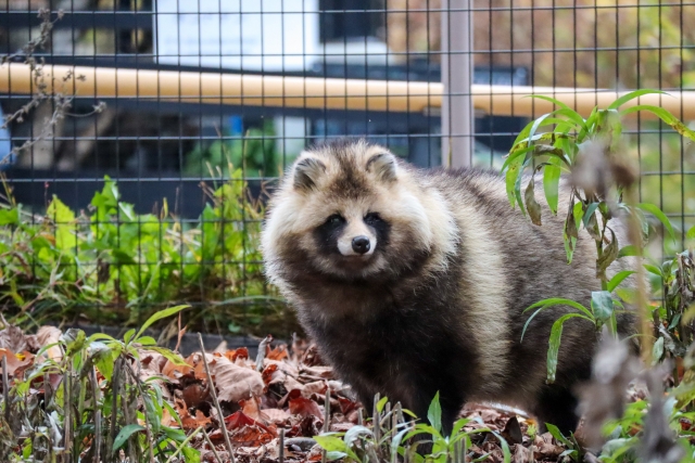 害獣駆除の報奨金制度