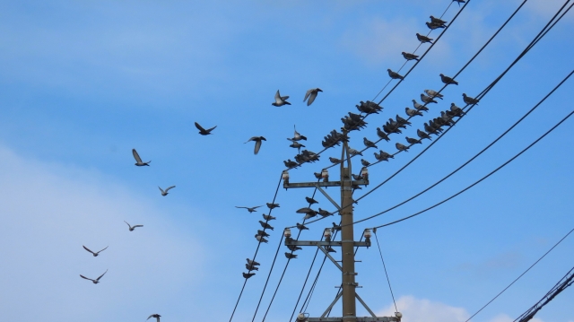 被害が深刻な場合は専門業者に相談