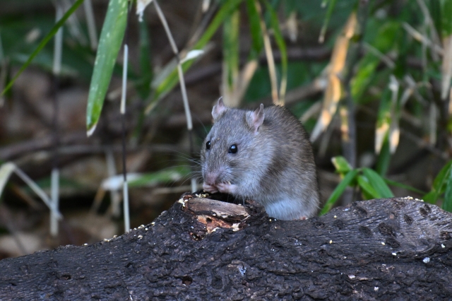 害獣の行動パターンを把握すれば対策が見えてくる