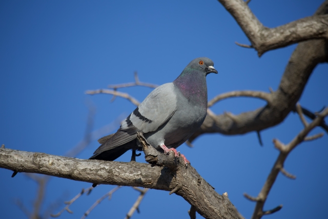 鳩の帰巣本能の縄張り意識