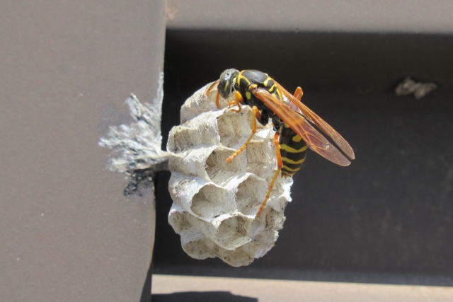 生存本能と子育てのタイミングで被害が多い