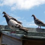 鳩の害獣対策