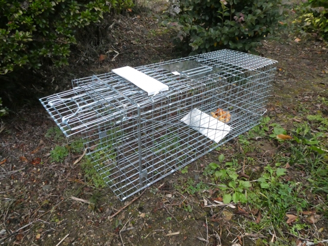 鳥獣を捕獲するには「狩猟免許」が必須