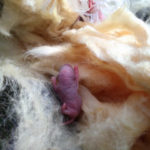 天井裏に棲みつくネズミ