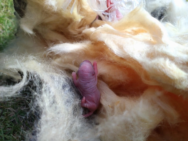 天井裏に棲みつくネズミ