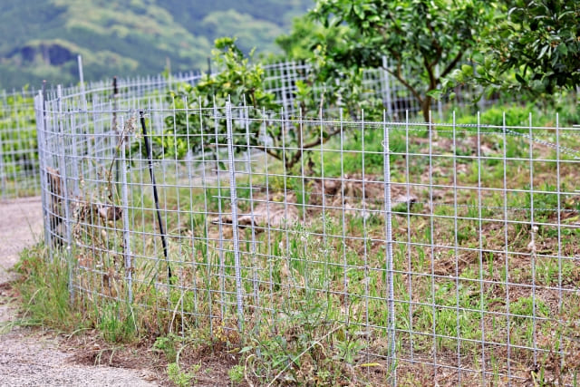 獣害被害の対策で策を設置している畑