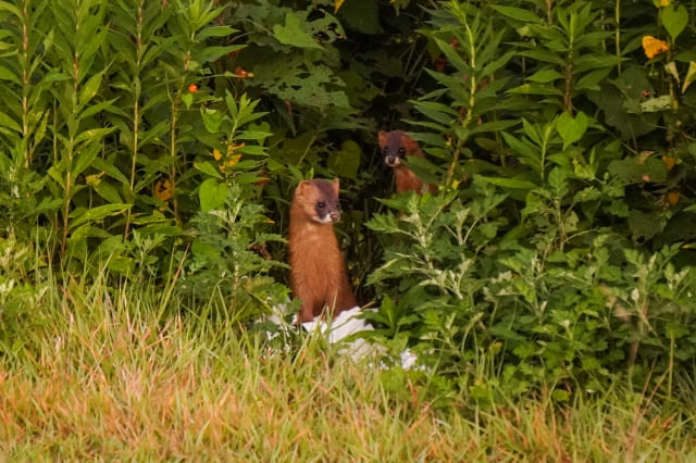 夜に活動をはじめるイタチ