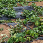 獣害被害によって荒らされた畑