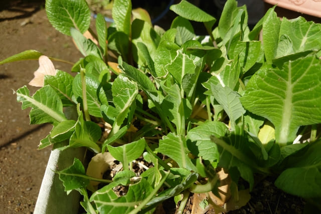 獣害の被害に遭った野菜
