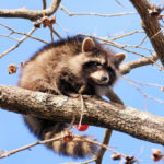 アライグマの画像