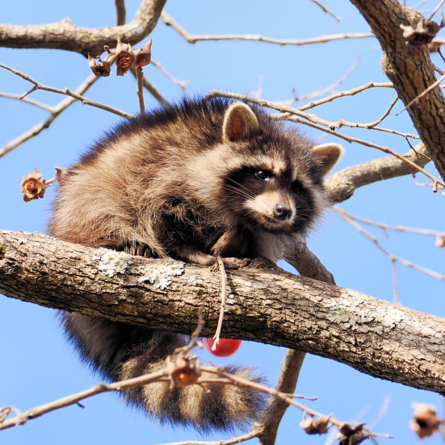 アライグマの画像