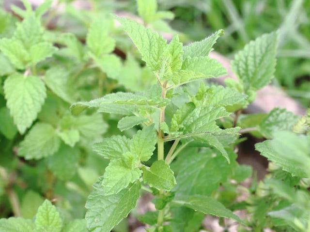 ハーブの活用イメージ