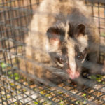 獣害問題の原因になるハクビシン