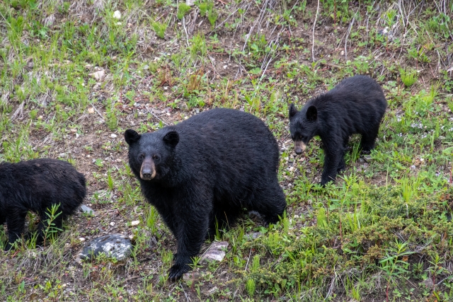 猟銃で害獣駆除をするために必要な資格と許可