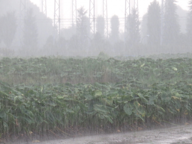 雨の日の駆除作業