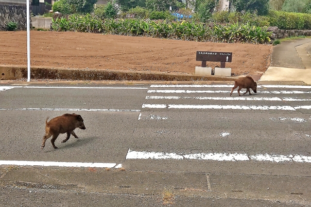 害獣を発見した際の連絡先
