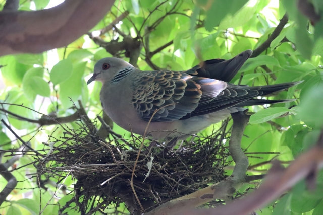繁殖期と冬眠前の時期