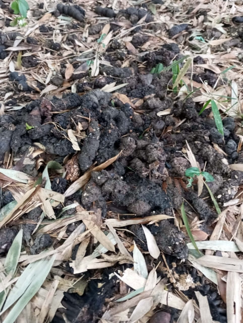 害獣の糞の画像