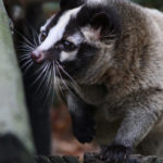 害獣被害の原因になるハクビシンの画像