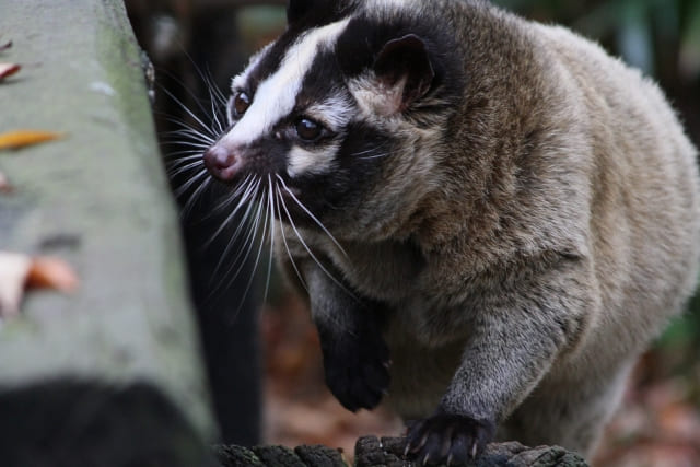 害獣被害の原因になるハクビシンの画像