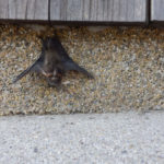 コウモリの画像