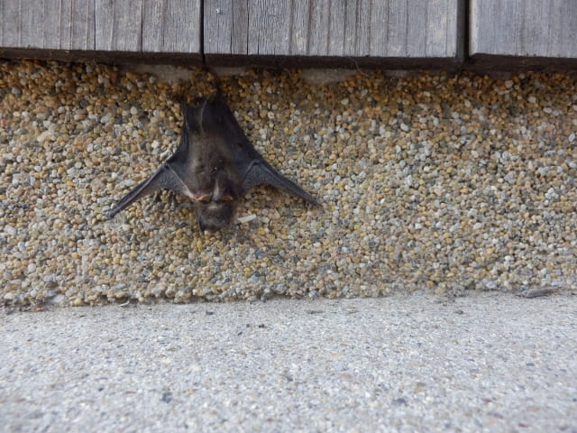 コウモリの画像