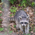 害獣被害を起こすアライグマの画像