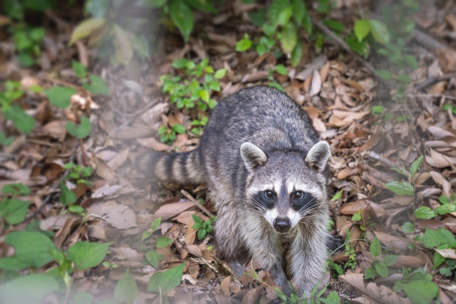 害獣被害を起こすアライグマの画像